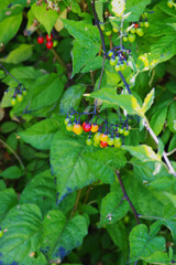 bittersweet, bittersweet nightshade, bitter nightshade, blue bindweed, Amara Dulcis, climbing nightshade, felonwort, fellenwort, felonwood, poisonberry, or poisonflower (Solanum dulcamara)
