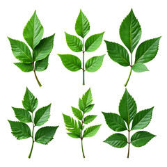 Leaf bundle green varied isolated, Natural foliage collection object, Organic plant group, Decorative botanical element, Fresh design asset