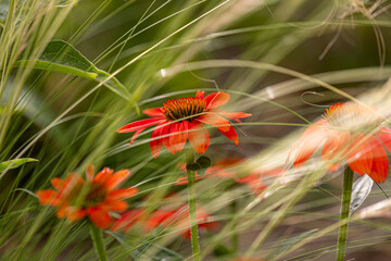 A group of orange coneflower blossom (echinacea) between tiny blades of grass