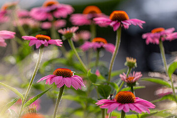A group of purple coneflower blossoms (echinacea) in full bloom