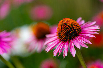A purple coneflower blossom (echinacea) in full bloom
