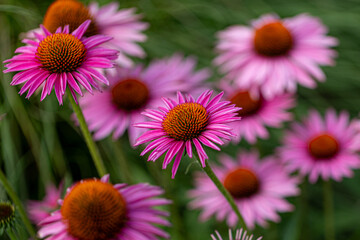 A group of purple coneflower blossoms (echinacea) in full bloom