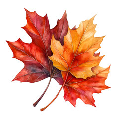 Obraz premium Watercolor autumn leaves evoke the feeling of fall, showcasing vibrant red, orange, and yellow maple foliage against a transparent backdrop, transparent background