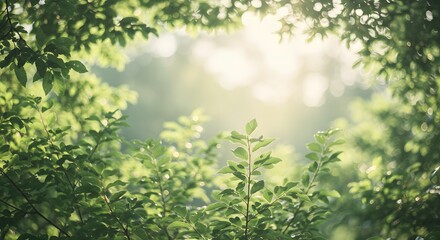 Fototapeta premium Fresh Green Maple Leaves with Sunlight and Bokeh Background