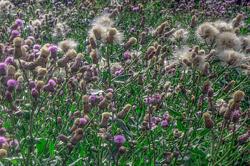 A meadow with a blooming burdock on a summer day