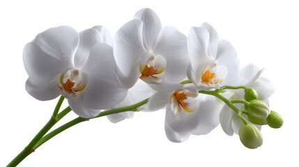 Orchid Elegance: A delicate stem of pristine white orchid blossoms, their intricate petals radiating purity, grace, and the quiet beauty of botanical art.