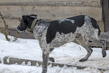 A stray dog runs down the street on a winter day