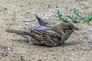 A sparrow swims in the sand on a summer day
