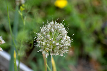 Blooming green onion close-up on a summer day