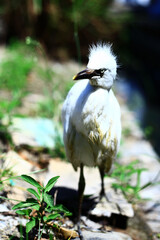 close-up photo of the claw of a little egret (egretta garzetta) The little egret is a species of...