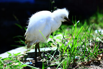 close-up photo of the claw of a little egret (egretta garzetta) The little egret is a species of...