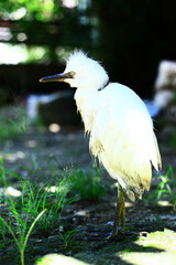 close-up photo of the claw of a little egret (egretta garzetta) The little egret is a species of small heron in the family Ardeidae.