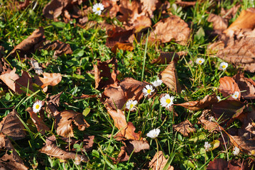 Daisies blooming in the garden in autumn.