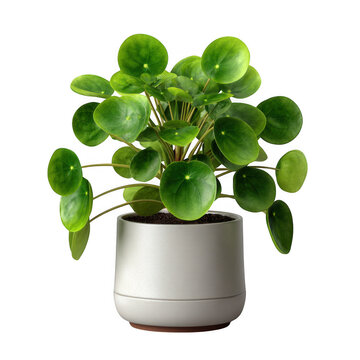 Healthy pilea peperomioides plant in a modern pot isolated on transparent background