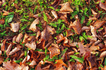 Autumn background decorations with fallen leaves.