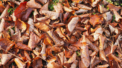 Autumn background with piles of fallen linden leaves