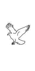 dove of peace