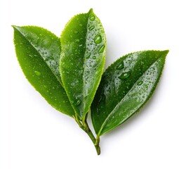 Three vibrant green tea leaves, glistening with water droplets, arranged on a clean white background, showcasing their fresh, dewy texture