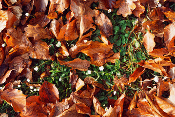 Autumn background decorations with leaves and grass.