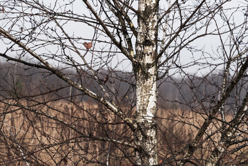 View of wildlife in a forest area in late autumn.