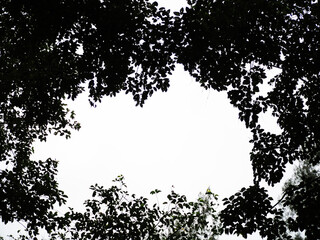 silhouette wide angle shot of trees growing in the sky