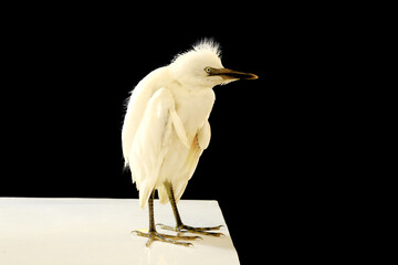 close-up photo of the claw of a little egret (egretta garzetta) The little egret is a species of...