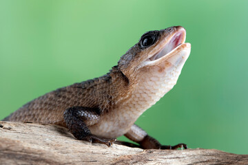 Sulawesi spiny water skink 