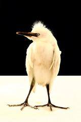 close-up photo of the claw of a little egret (egretta garzetta) The little egret is a species of...