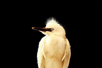 close-up photo of the claw of a little egret (egretta garzetta) The little egret is a species of...