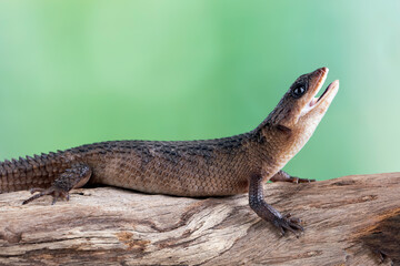 Fototapeta premium Sulawesi spiny water skink 