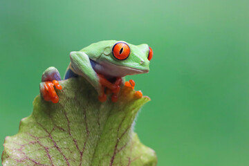 Red-eyed tree frog sitting on green leaves, red-eyed tree frog (Agalychnis callidryas) closeup