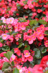 Pink Flowers in The Garden with Green Leaves