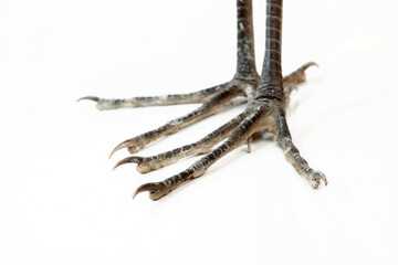 Obraz premium close-up photo of the claw of a little egret (egretta garzetta) The little egret is a species of small heron in the family Ardeidae.