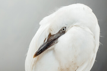 Little egret (Egretta Garzetta) Close-up of the animal. The little egret is a species of small heron in the family Ardeidae