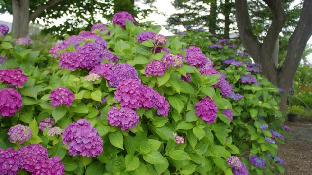 咲き誇る紫陽花の花々 Blooming hydrangea flowers