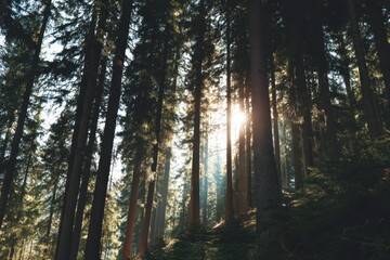 Obraz premium Sunlight filtering through tall evergreen trees casting long shadows in a dense forest landscape during daytime