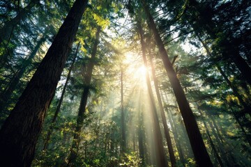Sunlight filtering through tall pine trees in a dense forest casting ethereal rays of light creating a natural cathedral atmosphere