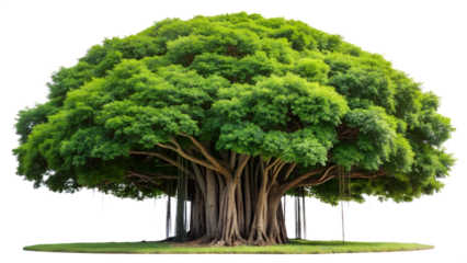 A majestic banyan tree with a vast canopy of lush green leaves, isolated on a transparent background