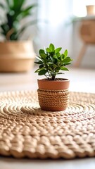 Small potted plant on a woven rug