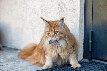 A red Maine Coon cat holds a captured mouse in his teeth