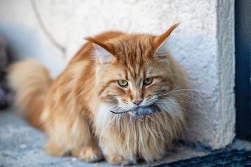 A red Maine Coon cat holds a captured mouse in his teeth