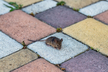A small field mouse sitting on a pavement slab in yard of a house