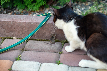A domestic cat with a black and white color caught a mouse in the yard of the house