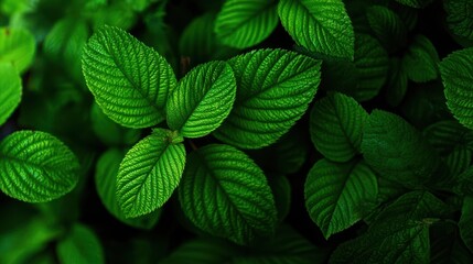 Close-up of vibrant green leaves with detailed texture and natural patterns