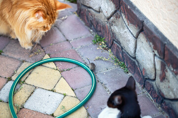 Two cats have cornered the mouse and it has no chance to escape anymore