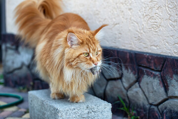 A red Maine Coon cat holds a captured mouse in his teeth