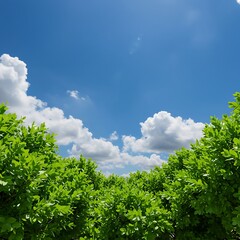 Obraz premium 碧空と緑葉の交響曲