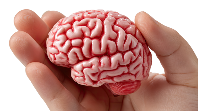 Brain in Hand: A close-up shot reveals a detailed miniature brain model cradled gently within the palm of a hand, sparking curiosity and introspection.