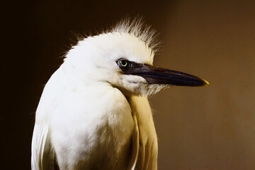 close-up photo of the claw of a little egret (egretta garzetta) The little egret is a species of...