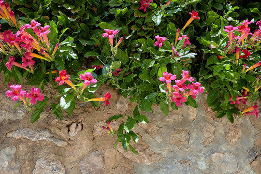 Pink trumpet-shaped flowers with yellow throats hang from dense green vines over a rustic stone wall in bright sunlight; flowers, vines;